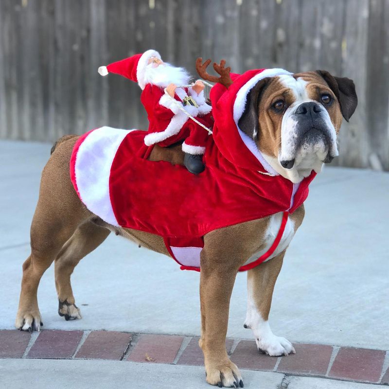 Hundekostyme Kjæledyrjuleklær